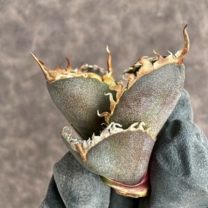 【Lj_plants】H25 アガベ チタノタ 緋紅牡丹 最も特殊な品種 胴切大天芽 球形株の画像3