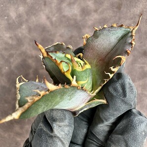 【Lj_plants】 H26 アガベ チタノタ 金剛 優良な血統 agave kingkong 極上子株の画像1