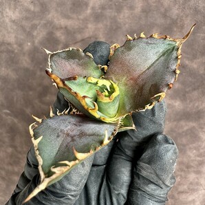 【Lj_plants】 H26 アガベ チタノタ 金剛 優良な血統 agave kingkong 極上子株の画像4