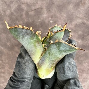 【Lj_plants】 H26 アガベ チタノタ 金剛 優良な血統 agave kingkong 極上子株の画像9