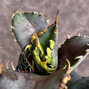 【Lj_plants】 H26 アガベ チタノタ 金剛 優良な血統 agave kingkong 極上子株の画像3