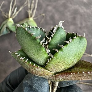 【Lj_plants】H63 アガベ チタノタ 南アフリカダイヤモンド SAD 綺麗株5株同梱しの画像4