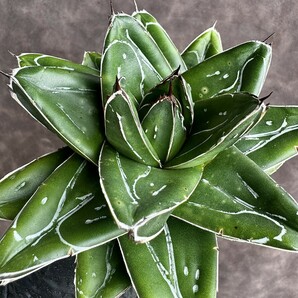 【Lj_plants】H65 多肉植物アガベ D型 笹の雪 極上美株の画像6