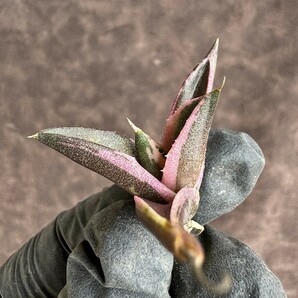 【Lj_plants】H68 アガベ チタノタ スナグルトゥース 極上斑です 覆輪錦 極上子株の画像4