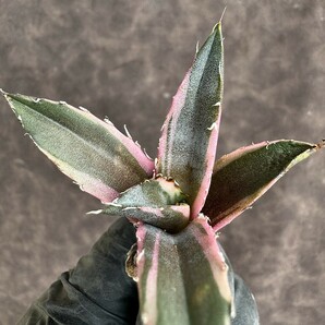 【Lj_plants】H69 アガベ チタノタ 白鯨錦 白覆輪 希少株 極美極上子株の画像7