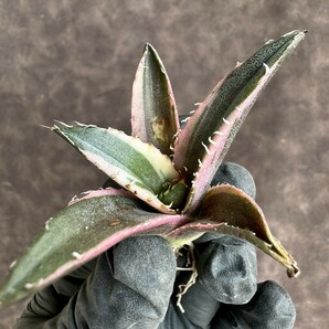 【Lj_plants】H70 アガベ チタノタ 白鯨錦 白覆輪 希少株 極美極上子株の画像4