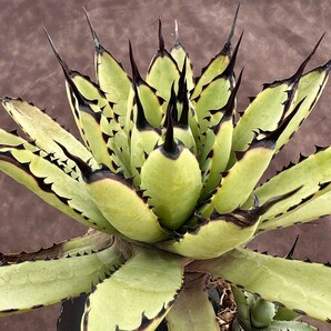 【Lj_plants】H73 アガベ マクロアカンサ Agave macroacantha 極上大子株1株の画像1