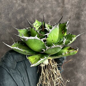 【Lj_plants】H77 アガベ チタノタ Fo-076宝珠 強棘 狂刺 綺麗株の画像1