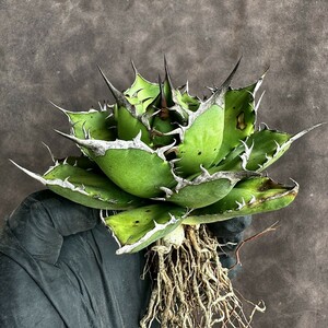 [Lj_plants]H77 agave chitanotaFo-076.. a little over . madness . beautiful stock 