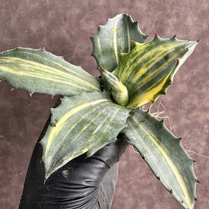 【Lj_plants】H100 激レア高級品種 多肉植物アガベ フェロックス錦 鮮明錦 極上錦 縞斑 極美極上株 