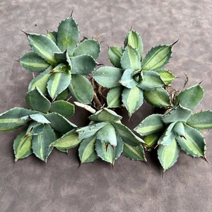 [Lj_plants]H19 succulent plant agave .. heaven . Paris - horn changer sis beautiful stock 5 stock 