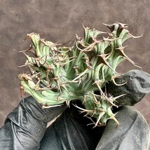 【Lj_plants】H23 ユーフォルビア ホルウーディ Euphorbia horwoodii 多肉植物 サボテン ホールウッディ ホルウッディー ホリダ オベサ_画像2