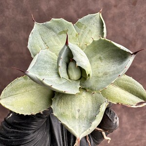 [Lj_plants]H35 succulent plant agave thickness leaf . god .... special unevenness . entering finest quality stock ultra rare! limitation stock 