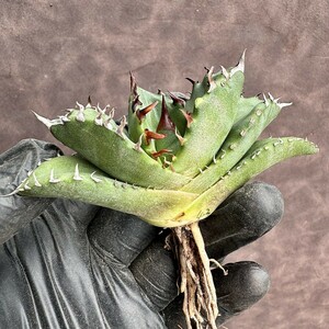 【Lj_plants】H43 アガベ チタノタ キューピッド/翼竜 agave titanota Cupid 強棘 厳選極上美株