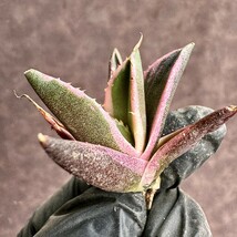 【Lj_plants】H89 アガベ チタノタ　スナグルトゥース 極上斑です 覆輪錦 極上子株_画像2