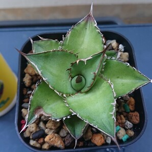 Agave oteroi 実生斑入り(子株無し)の画像2