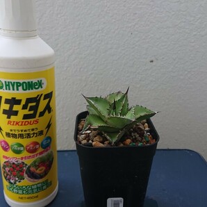 Agave oteroi 実生斑入り(子株無し)の画像1