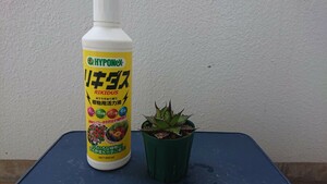 Agave horrida ssp. horrida 実生選抜④