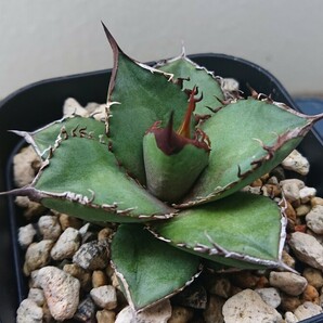 Agave oteroi 実生選抜の画像4