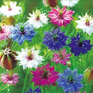 ニゲラ 　ミックス　 花の種