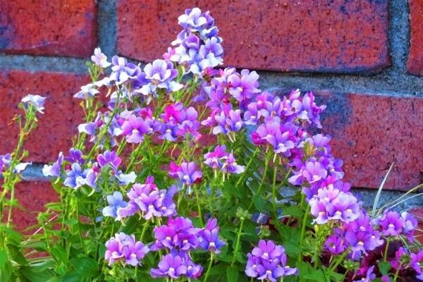 ネメシア　花種