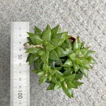 【多肉植物】ハオルチア属　玉緑　7.5cmポット_画像6