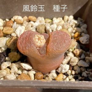 【種子】コノフィツム 風鈴玉　種子　50粒