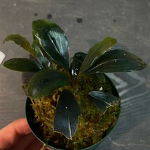 ブセファランドラ sp. ティアブルーBucephalandra sp. Theia blue_画像2