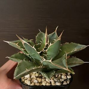  Agave oteroi オテロイ オアハカ メリクロン チタノタ シーザー 検: ハデス 狼人 鬼爪 魔丸の画像1