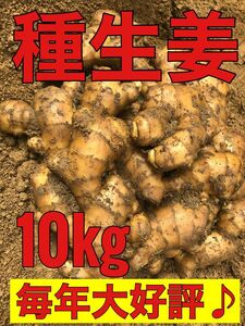種生姜10kg