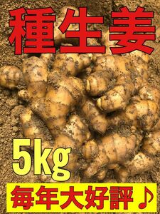 種生姜5kg