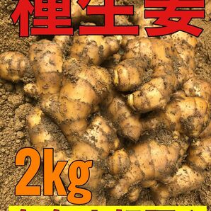 種生姜2kg