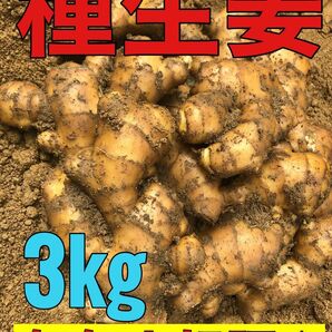 種生姜3kg