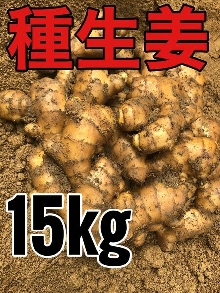 種生姜15kg .