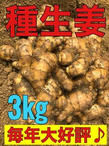 種生姜3kg .