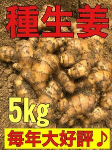 種生姜5kg .