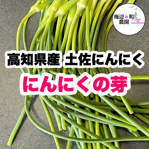 高知県産 土佐にんにく にんにくの芽 農家直送！ 野菜 M