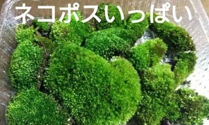 ホソウリゴケ 苔 サイズ60