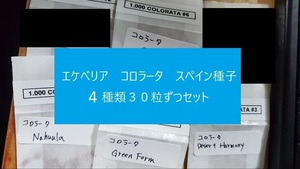 エケベリア　コロラータ　スペイン種子　４種類３０粒ずつセット