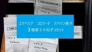 エケベリア　コロラータ　スペイン種子　３種類３０粒ずつセット