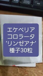 エケベリア　コロラータ　‘リンゼアナ’　種子３０粒