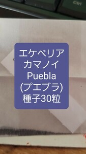 エケベリア　カマノイ, Puebla 種子30粒