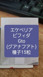 エケベリア　ビフィダ, Gto 種子15粒