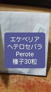 エケベリア　ヘテロセパラ, Perote 種子30粒