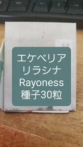 エケベリア　リラシナ, Rayoness 種子30粒