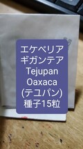 エケベリア　ギガンテア, Tejupan テユパン　種子15粒_画像1