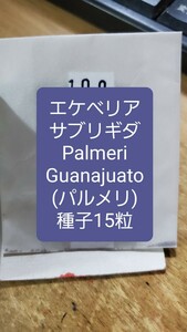 エケベリア　サブリギダ, Palmeri, Gunajuato パルメリ　種子15粒