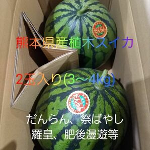 熊本県産　植木スイカ　家庭用２玉