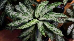 アグラオネマ ピクタム Endor LA0915-03j LA便　ネームド株　増殖　オマケ実生付Aglaonema pictum