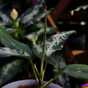 アグラオネマ ピクタム Kashyyyk キャッシーク LA便 増殖株 オマケ付 Aglaonema pictumの画像8